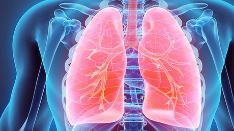 Die Lunge: 10 Dinge, die Sie wissen sollten - Foto: IStock