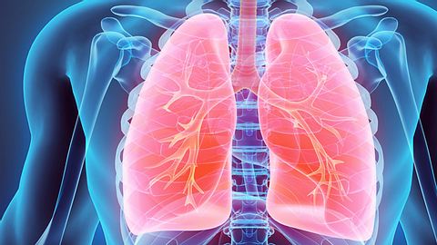 Die Lunge: 10 Dinge, die Sie wissen sollten - Foto: IStock