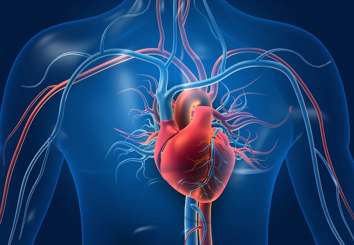 Abbildung Herz mit Blutgefäßen