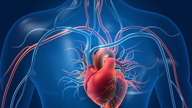Abbildung Herz mit Blutgefäßen - Foto: iStock/Rasi Bhadramani