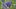 Aconitum napellus - Foto: iStock/typo-graphics
