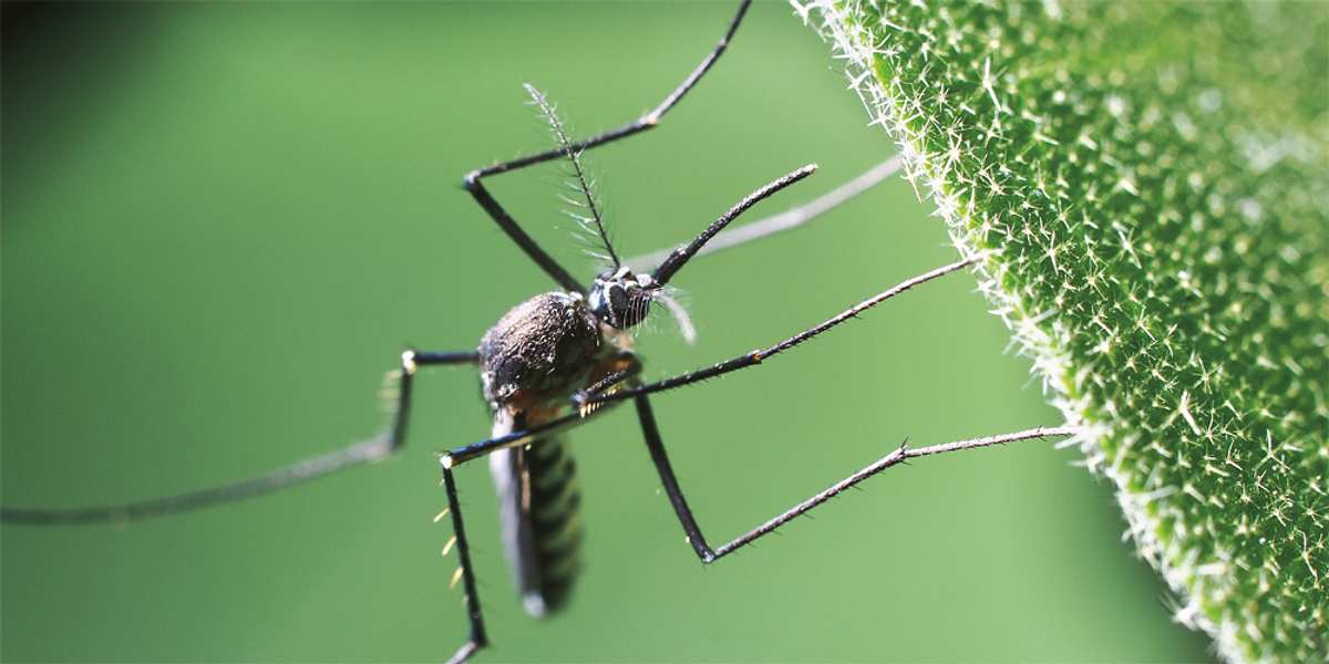 Klein aber tödlich: Eine Mücke der Gattung Aedes