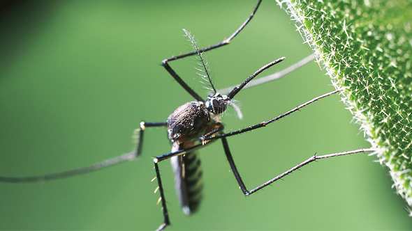 Klein aber tödlich: Eine Mücke der Gattung Aedes - Foto: shutterstock
