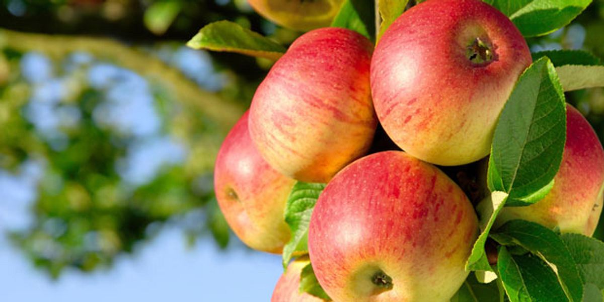 Äpfel enthalten wenig Kalorien