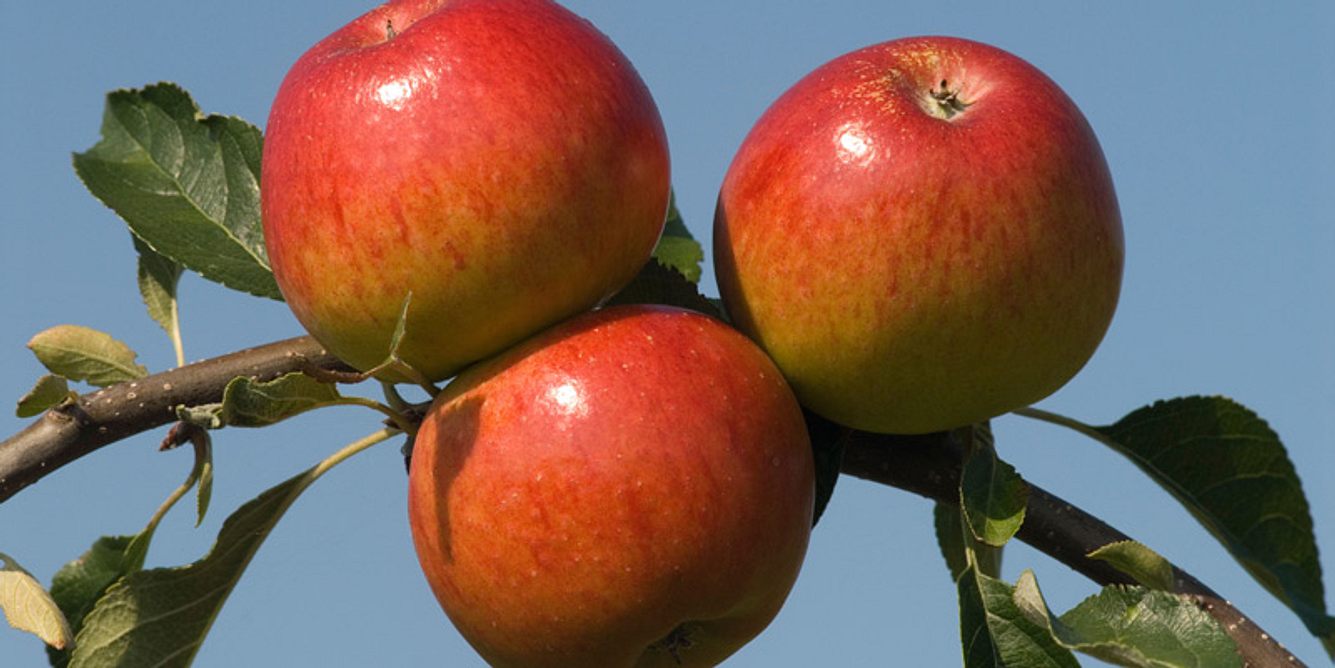 3 Äpfel schützen das Herz