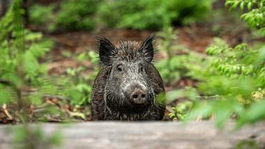 Ein Wildschwein im Wald - Foto: imago images_Reiner Bernhardt