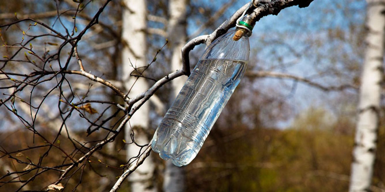 Birkenwasser zapfen
