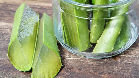 Aloe vera enthält wertvolles Gel, das für die Hautpflege geeignet ist. - Foto: iStock/NoDerog