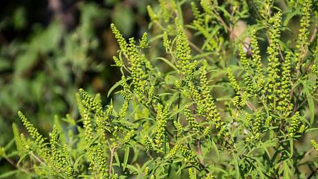 Ambrosia-Pflanze in Nahaufnahme - Foto: iStock/OlyaSolodenko 