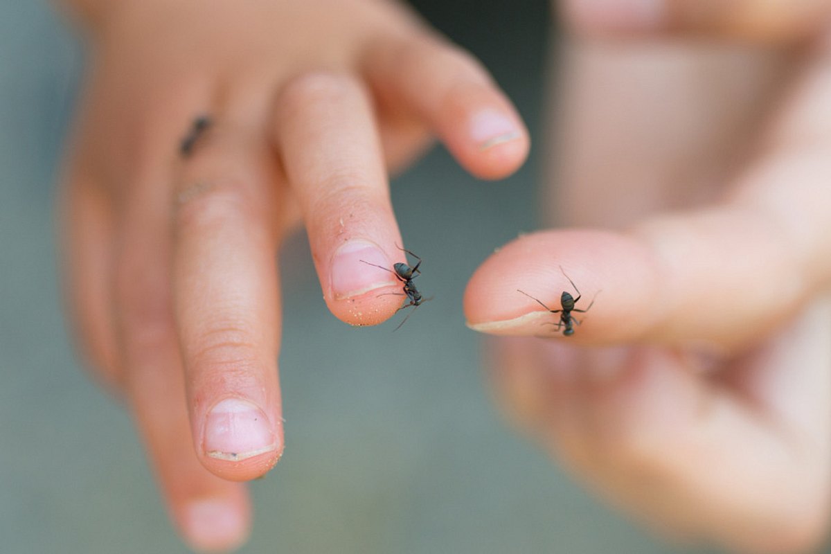 Ameisen auf Händen