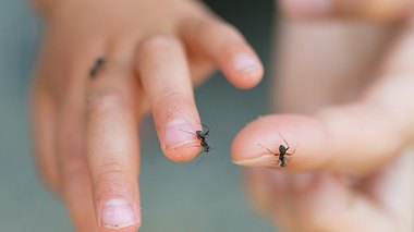 Ameisen auf Händen - Foto: iStock/Hakase_