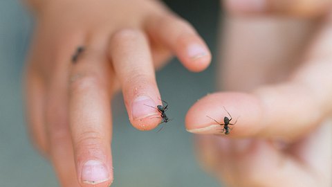 Ameisen auf Händen - Foto: iStock/Hakase_