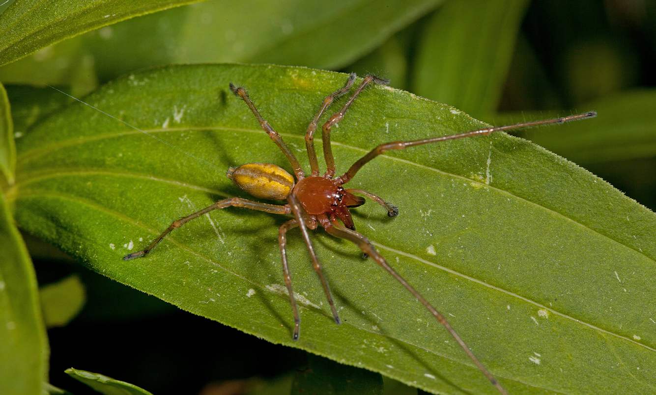 Ammen-Dornfingerspinne auf einem Blatt.