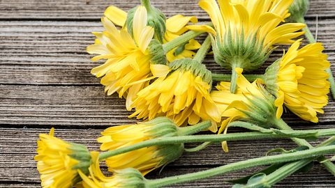 Mehrere Arnika-Blüten auf einem Holztisch - Foto: iStock_HMVart