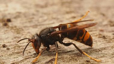 Asiatische Hornisse - Foto: iStock/Wirestock