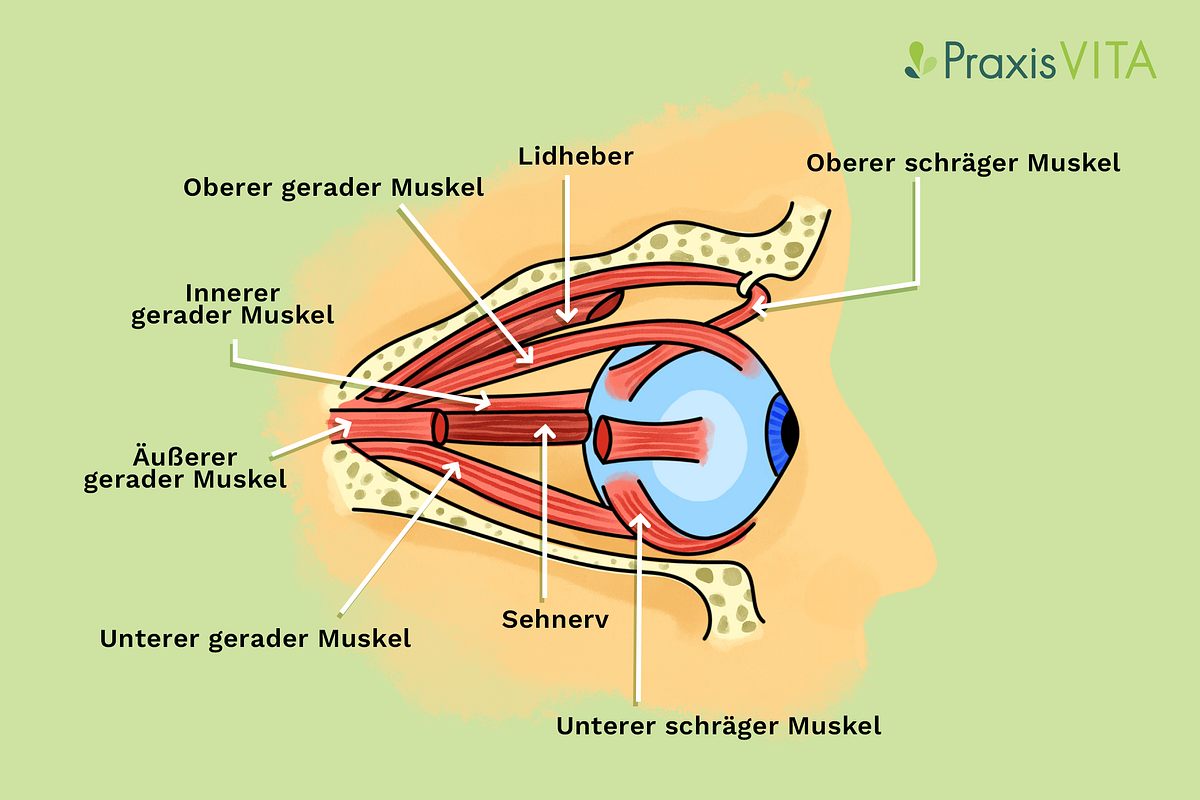 Grafik der äußeren Augenmuskeln