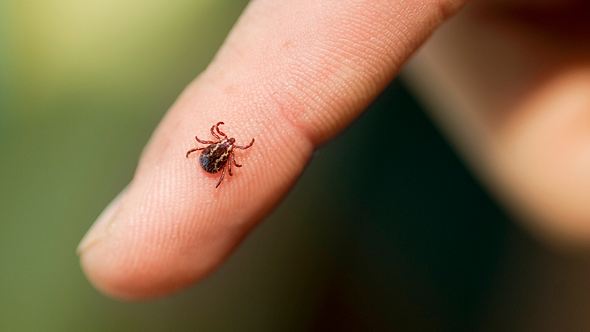 Eine Zecke auf einem Finger - Foto: iStock_ArtBoyMB