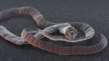 Illustration eines Bandwurms - Foto: Alamy