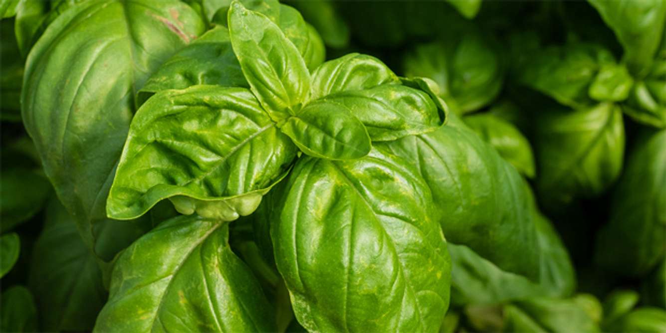 Basilikum im Pesto alla genovese