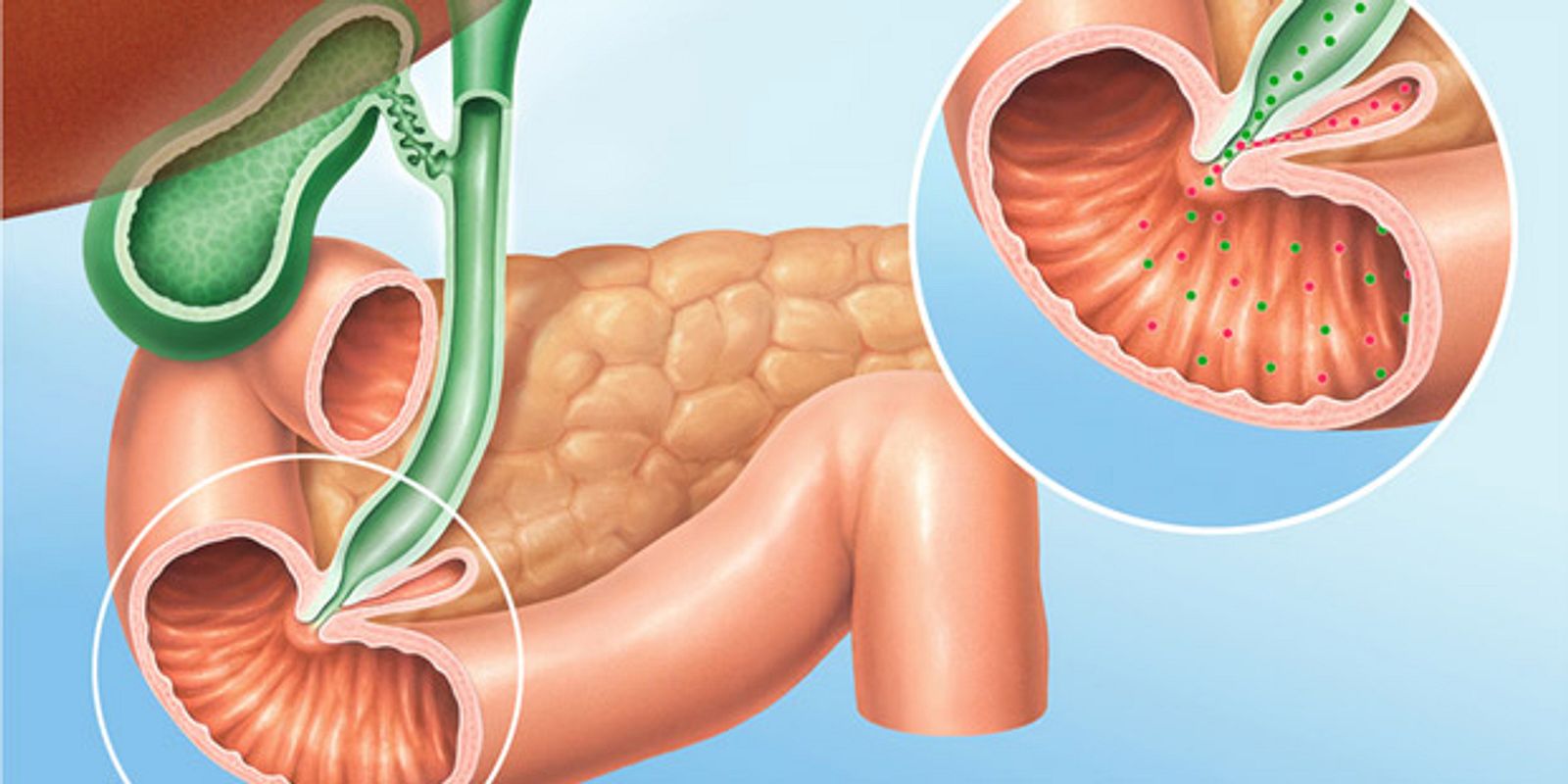 Die Bauchspeicheldrüse: Kleines Organ, große Rolle | PraxisVITA