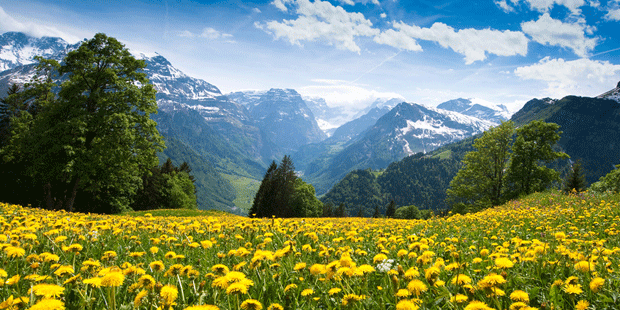 Eine Blumenwiese vor einem Bergpanorama