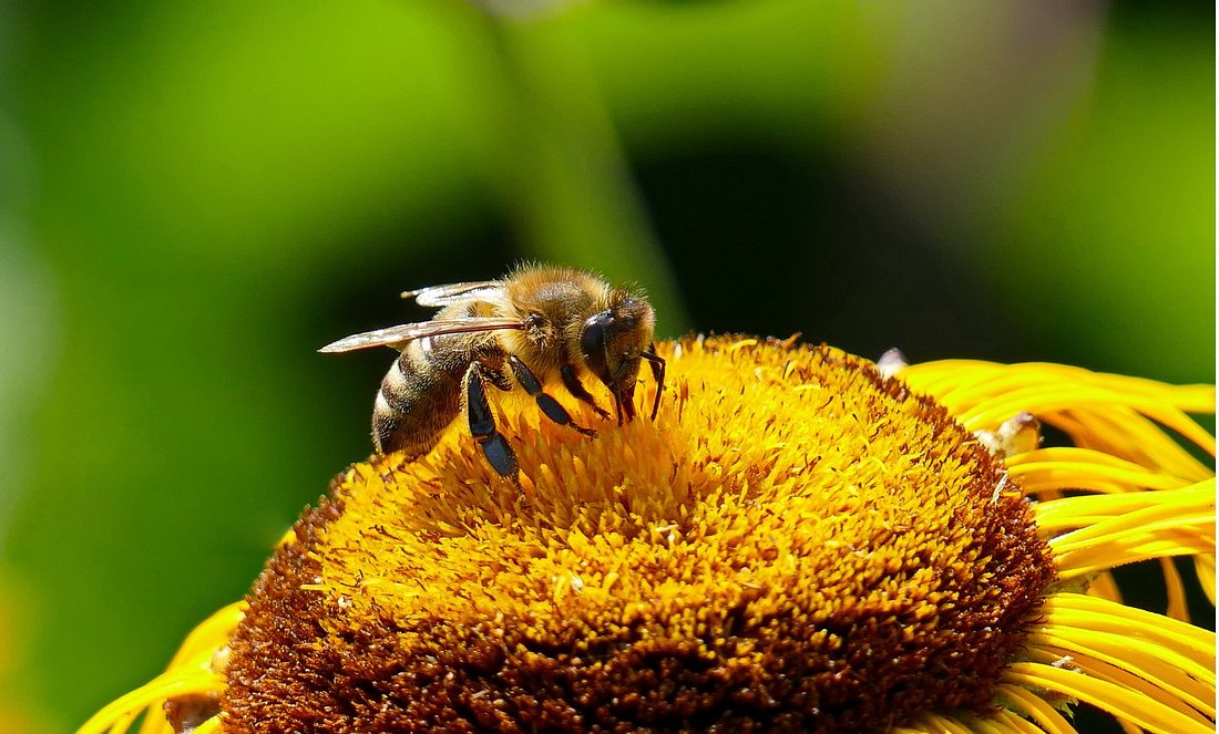 Eine Biene auf einer Sonnenblume