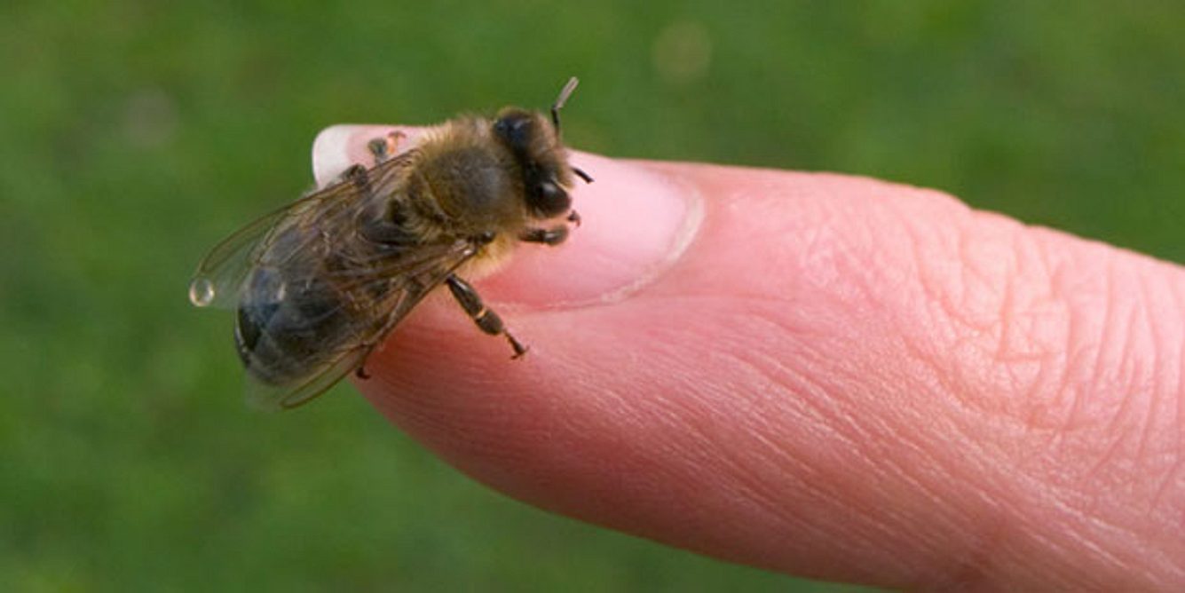 Allergischer Schock durh Bienenstich