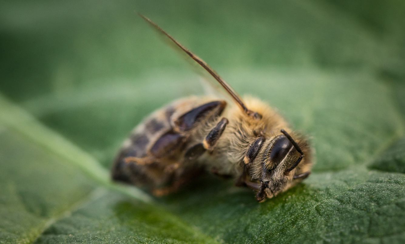 Eine Biene, deren Stachelapparat beim Stechen abgerissen ist. Sie stirbt an ihrer Verletzung