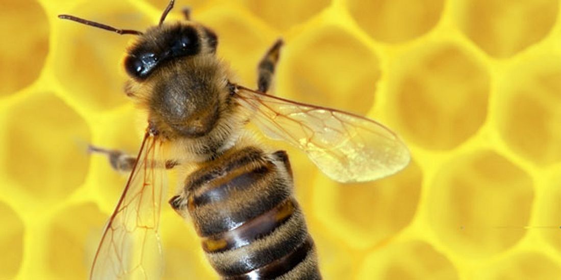Bei rheumatischen Erkrankungen zeigen Therapien mit Bienengift hervorragende Wirkung
