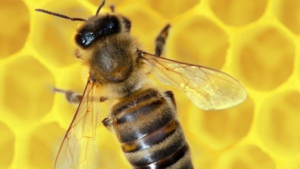 Bei rheumatischen Erkrankungen zeigen Therapien mit Bienengift hervorragende Wirkung - Foto: Fotolia