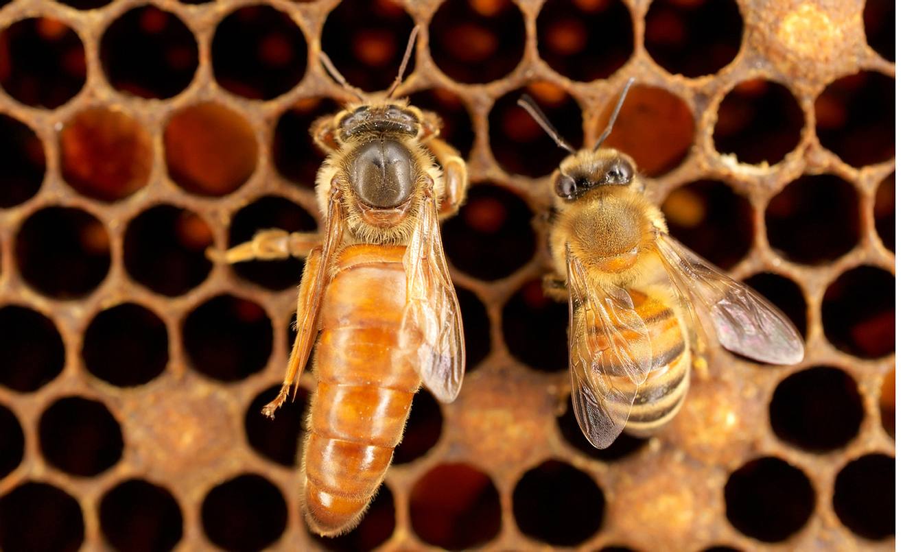 Größenvergleich: Eine Bienenkönigin im Vergleich zu einer Arbeiterbiene