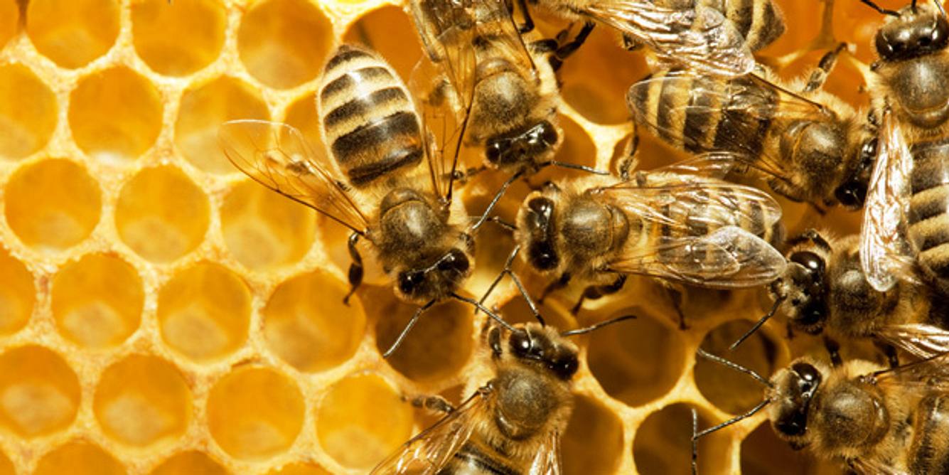 Bienen in einem Bienenstock