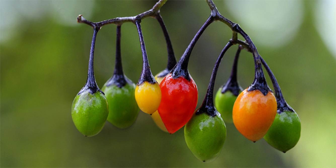 Die Früchte des Bittersüßen Nachtschattens sind sehr giftig