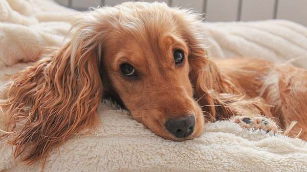 Hund mit langen, zotteligen Ohren liegt auf dem Sofa und schaut in die Kamera - Foto: iStock-936962614 Zmaj88