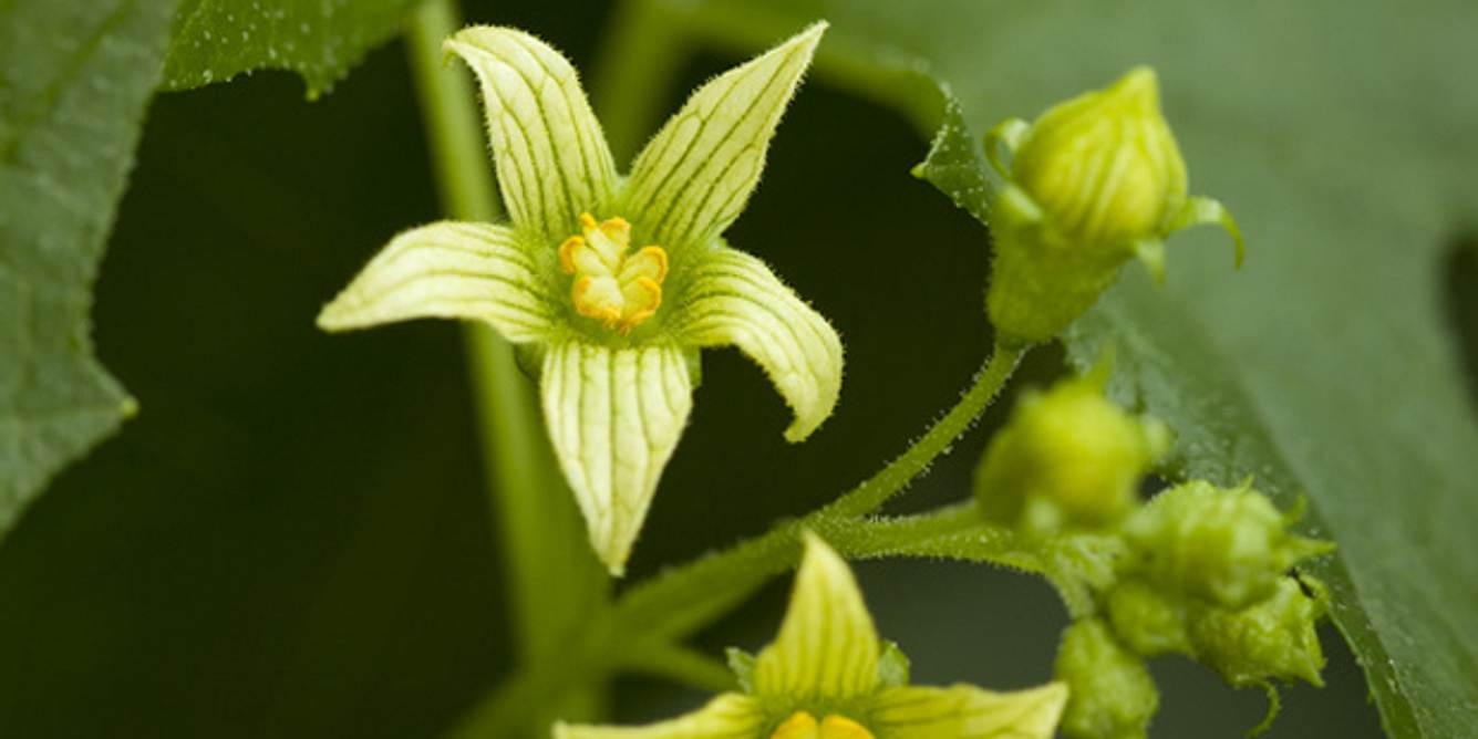 Die Zaunrebe blüht im frühen Sommer, danach entwickelt sie schwarze, giftige Beeren