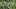 Bockshornklee - eine alte und vielseitige Heilpflanze