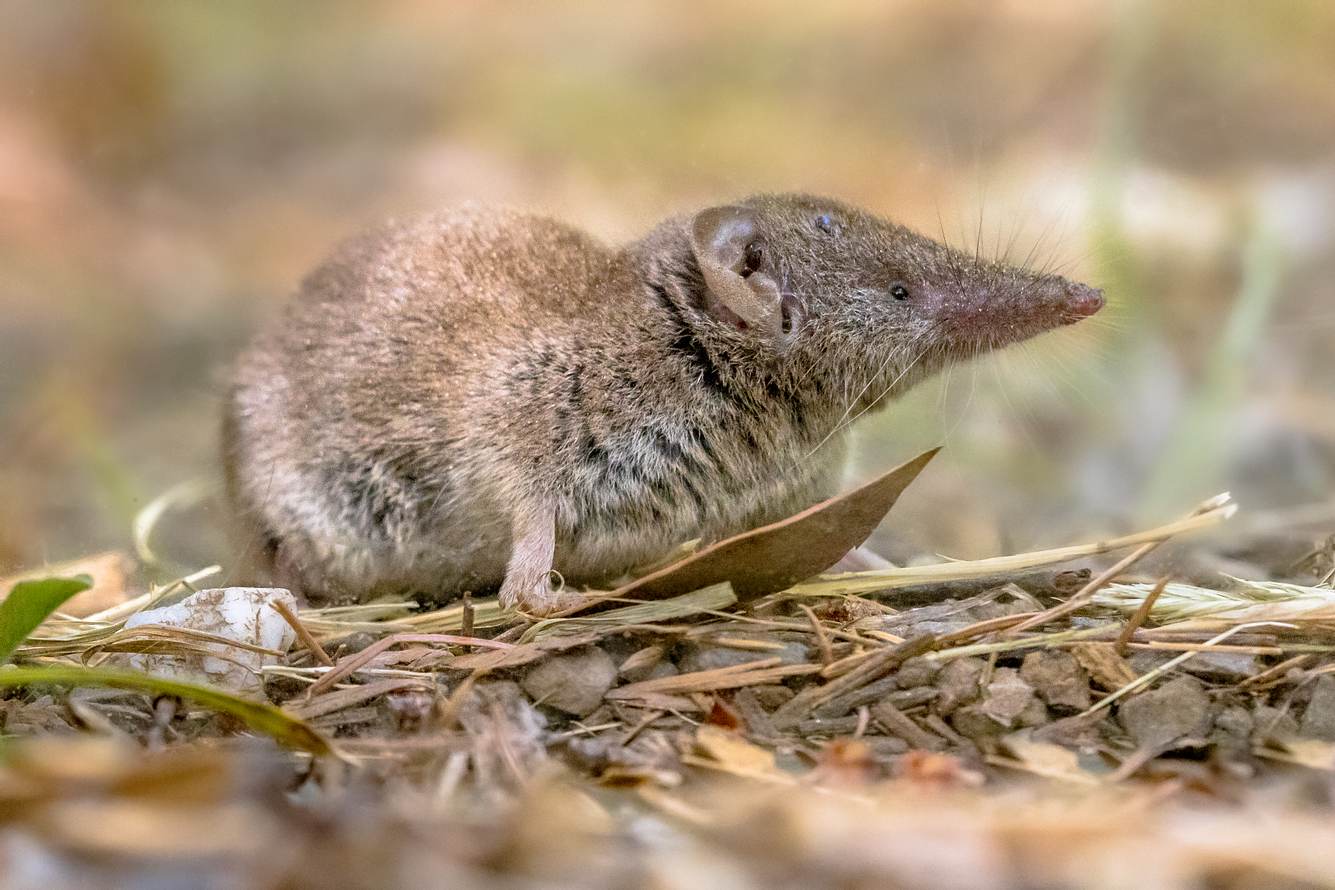 Spitzmaus Spitzmaus