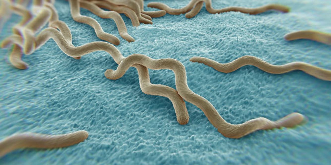 Borrelien leben im Darm der Zecken