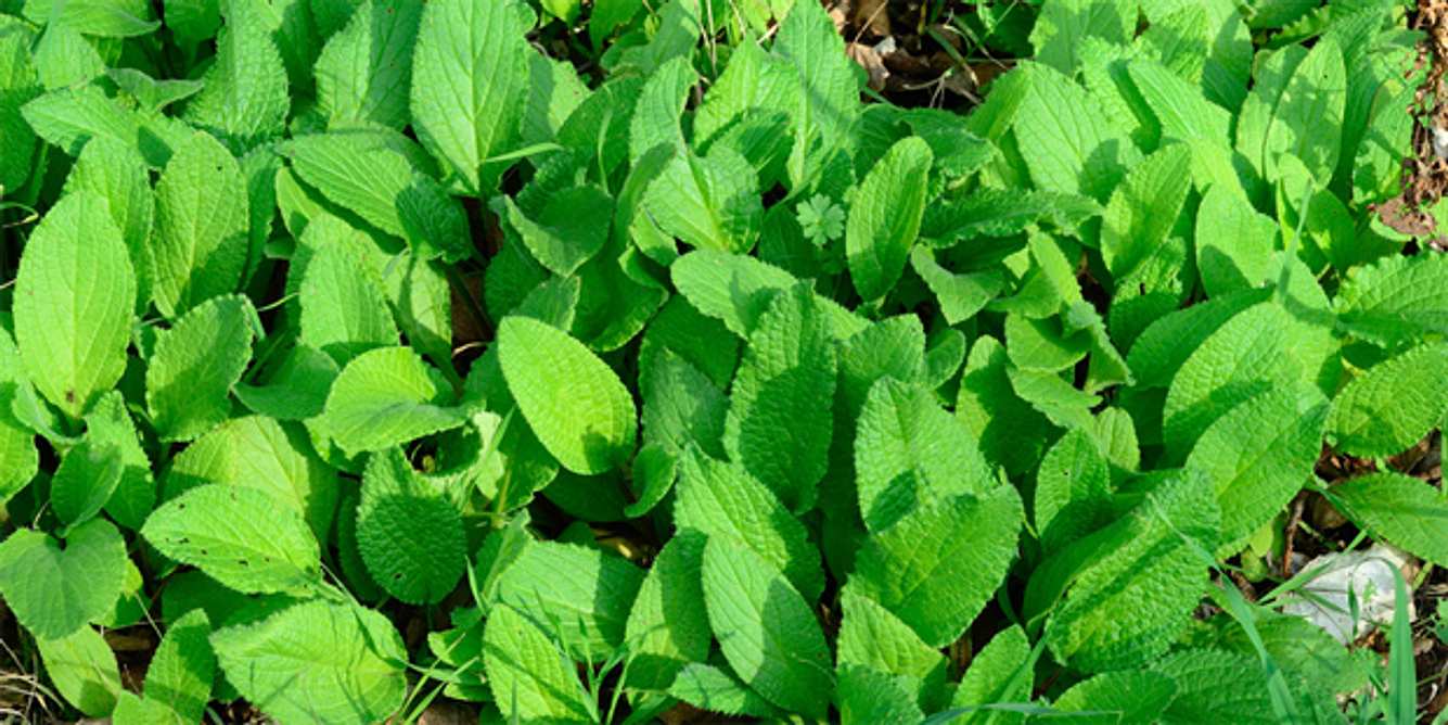 Aus den Blättern und Blüten des Borretsch kann auch beispielsweise ein Salat gemacht werden