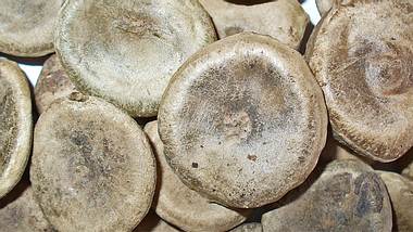 Nux vomica - Foto: H. Zell - CC BY-SA 3.0