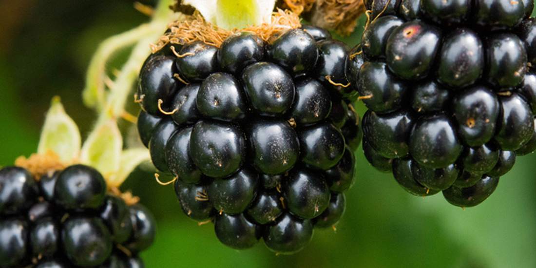 Brombeere