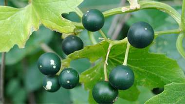 Die Beeren der Bryonia alba sind hochgiftig. In homöopathischen Medikamenten sind sie hingegen ungefährlich - Foto: Fotolia