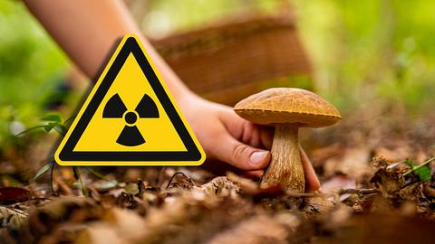 Person sammelt Pilz - Foto: Istock/SimonSkafar/Brilt