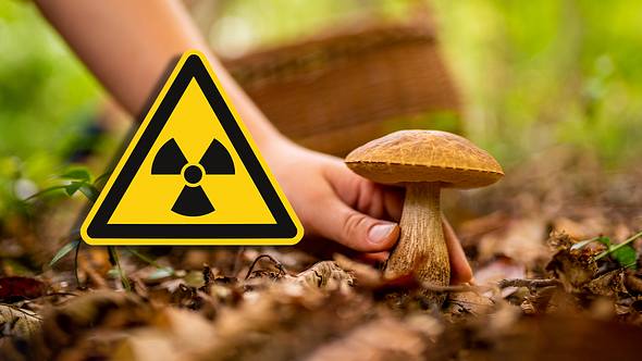 Person sammelt Pilz - Foto: Istock/SimonSkafar/Brilt