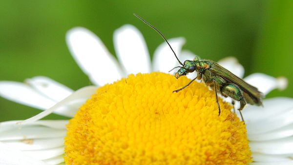 Fliege sitzt auf Blume - Foto: istock/ivanvieito