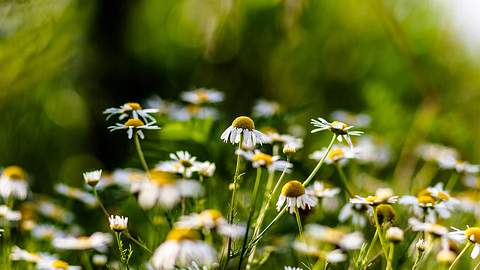 Foto: iStock - Foto: iStock/BrankoPhoto