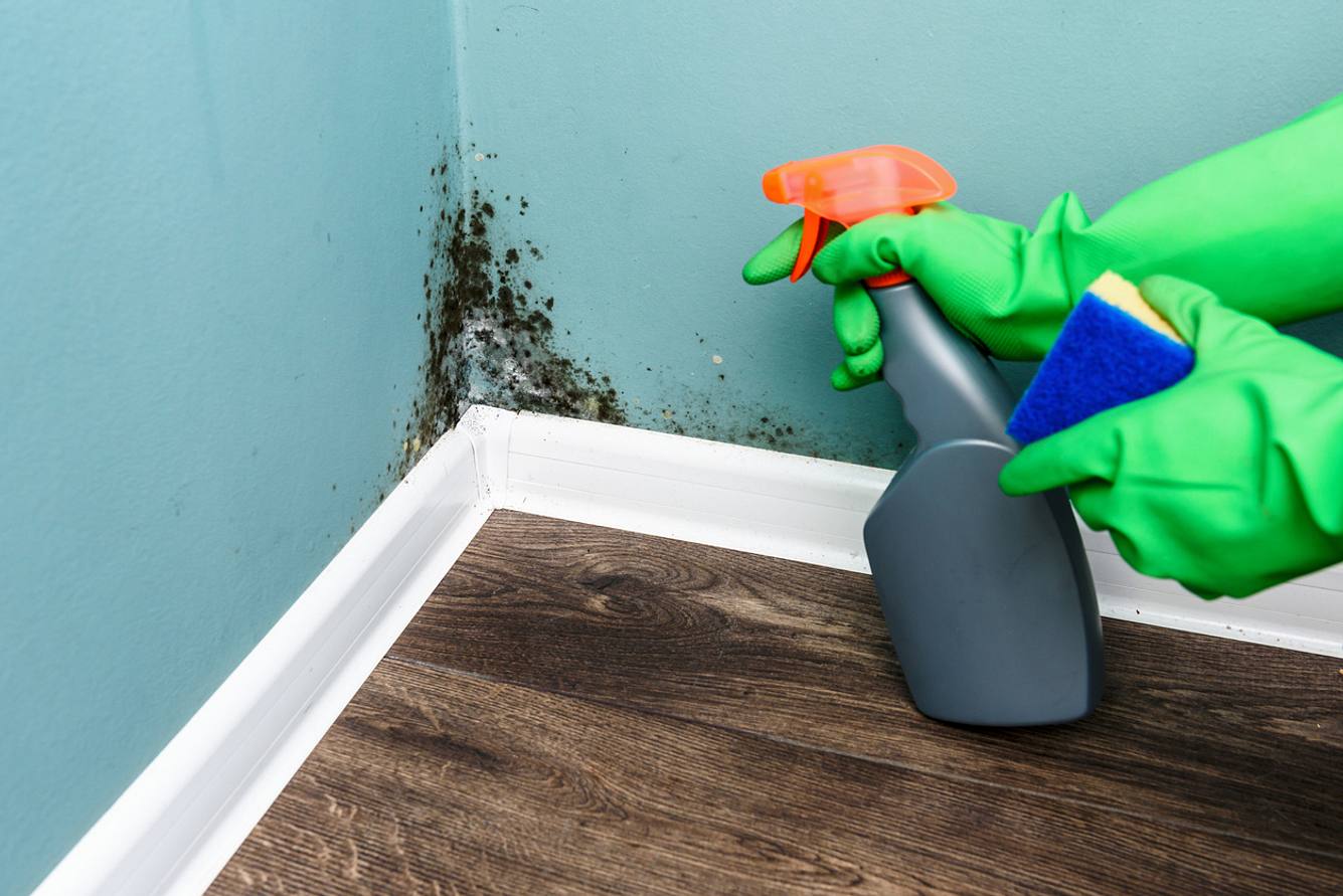 chlor-gegen-schimmel Schimmelecke im Haus, zwei Hände in Gummihandschuhen halten Sprühflasche und Schwamm