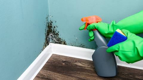 Schimmelecke im Haus, zwei Hände in Gummihandschuhen halten Sprühflasche und Schwamm - Foto: iStock/Smitt