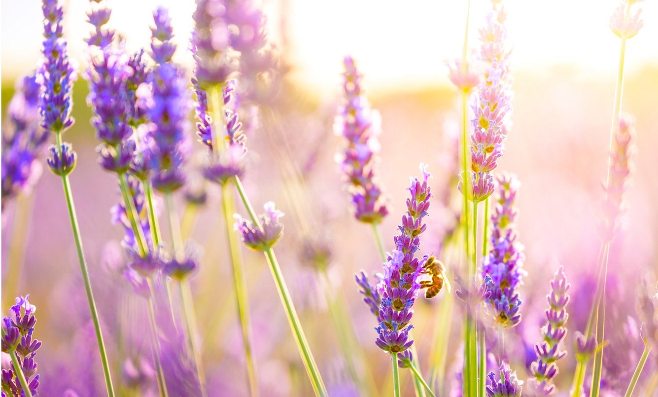 Lavendel kann die Ausschüttung von Stresshormonen reduzieren