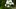 Conium maculatum - Foto: istock/ironsailor